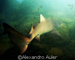  Shark at  Sueste Bay. Archipelago of Fernando de Noronha. by Alexandro Auler 